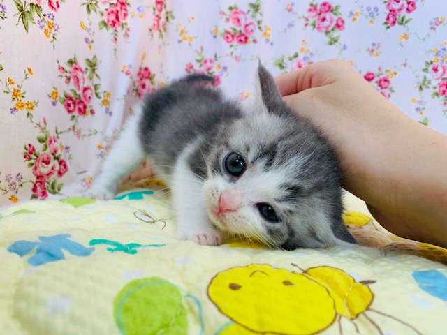 スコティッシュフォールド