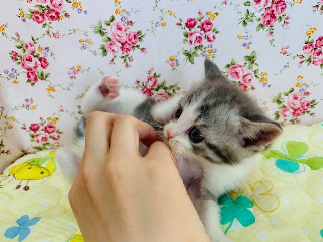 スコティッシュフォールド