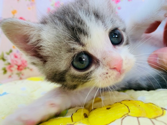 スコティッシュフォールド