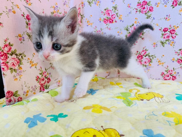 スコティッシュフォールド