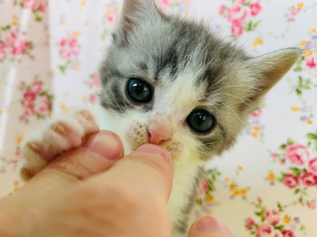 スコティッシュフォールド