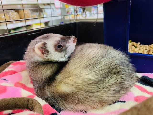 フェレット