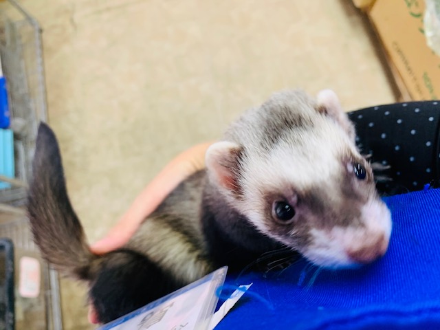 フェレット