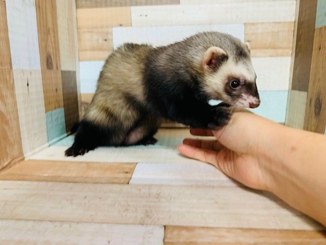 フェレット