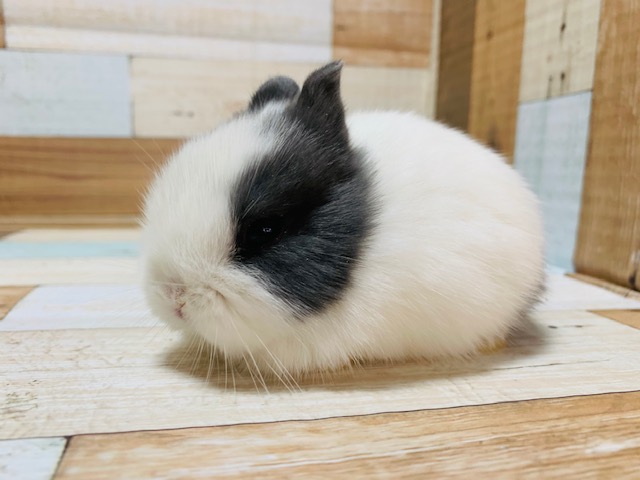 ドワーフラビット