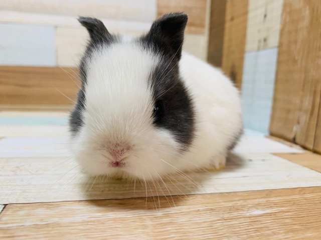 ドワーフラビット