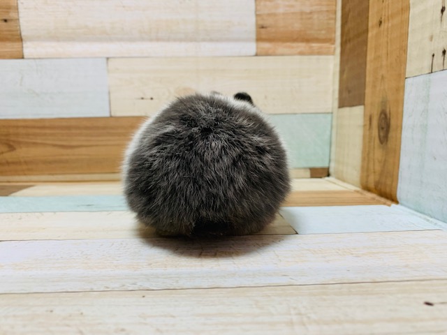 ドワーフラビット