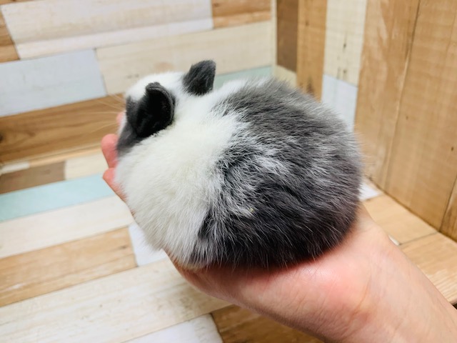 ドワーフラビット