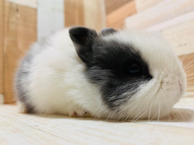 ドワーフラビット