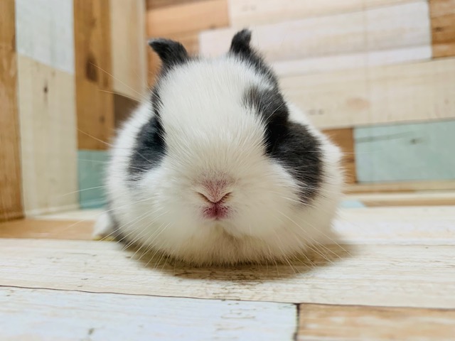 ドワーフラビット