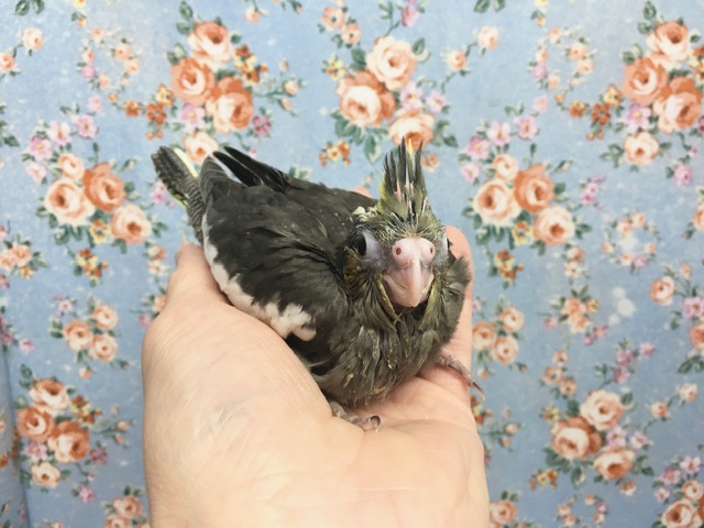 オカメインコ