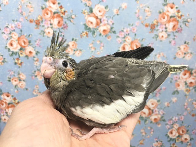 オカメインコ