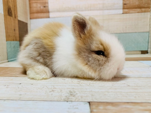 ライオンラビット