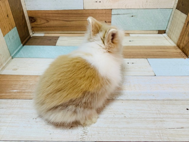 ライオンラビット