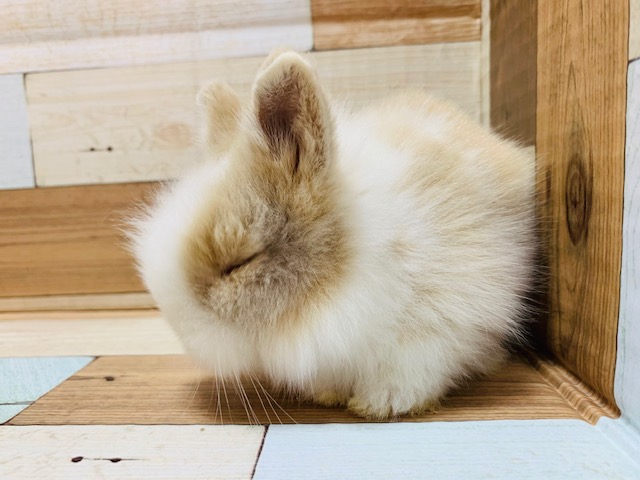 ライオンラビット