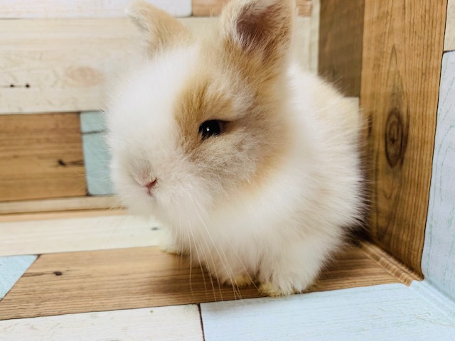 ライオンラビット