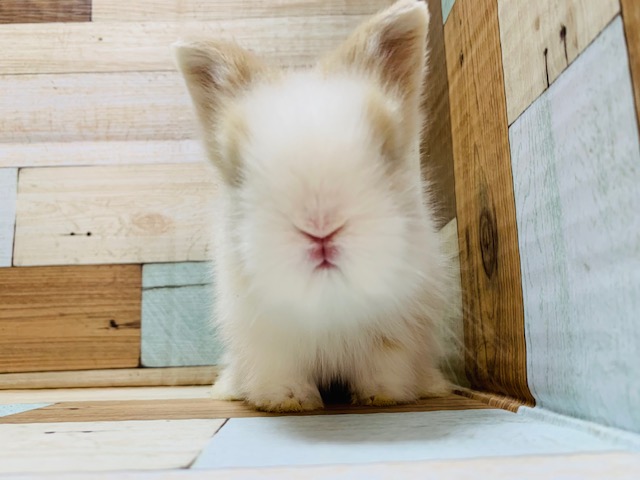 ライオンラビット