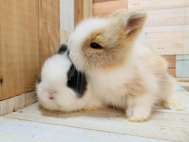 ライオンラビット