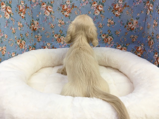 ミニチュアダックス