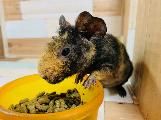 スキニーギニアピッグ