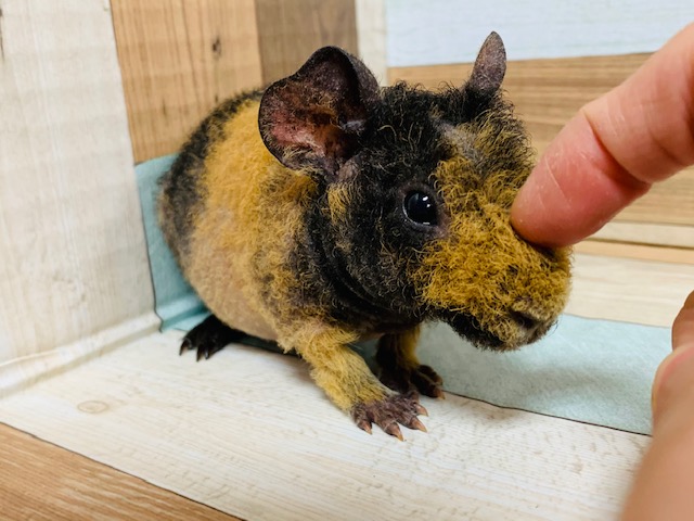 スキニーギニアピッグ