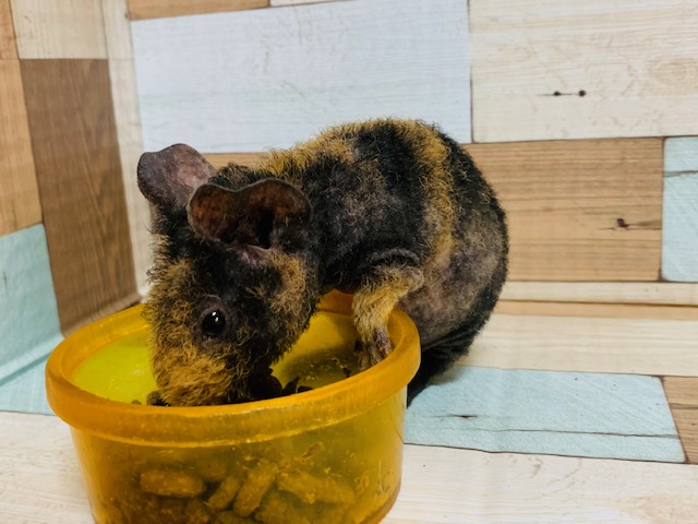 スキニーギニアピッグ