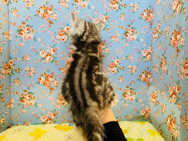 スコティッシュフォールド