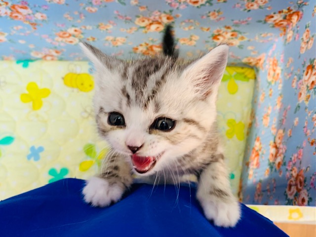 スコティッシュフォールド