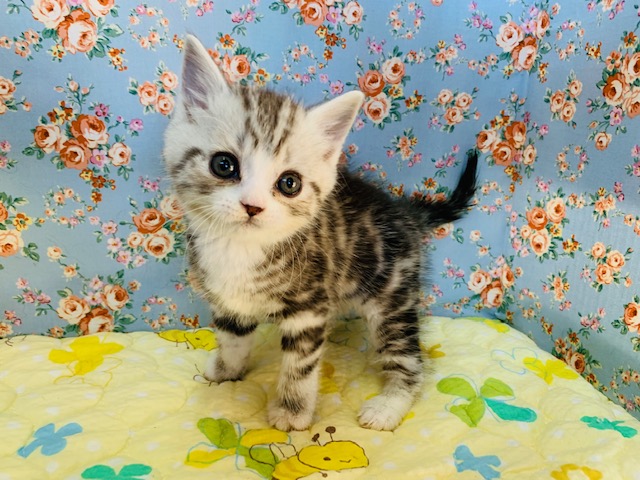 スコティッシュフォールド