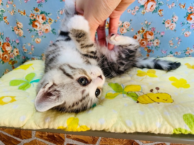 スコティッシュフォールド