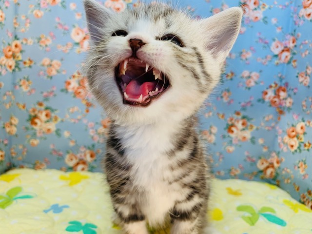 スコティッシュフォールド