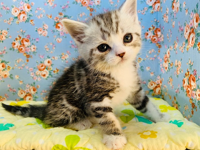 スコティッシュフォールド