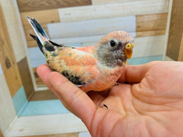 アキクサインコ（秋草インコ）