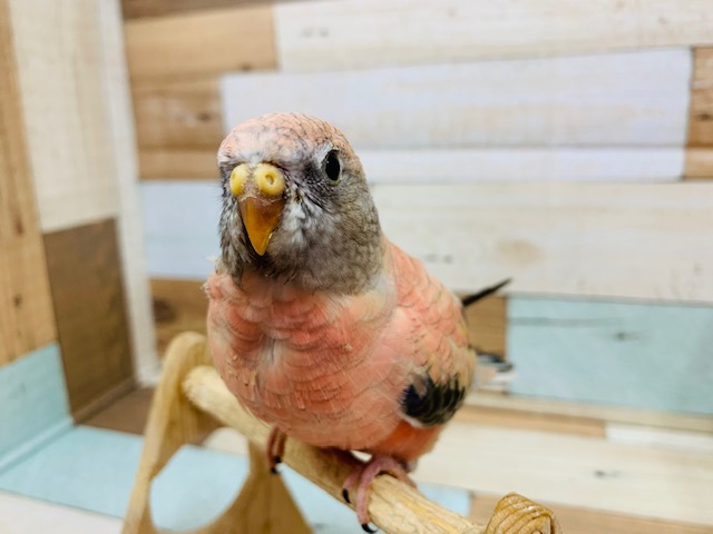 アキクサインコ（秋草インコ）