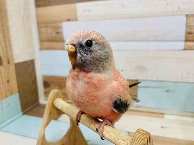 アキクサインコ（秋草インコ）