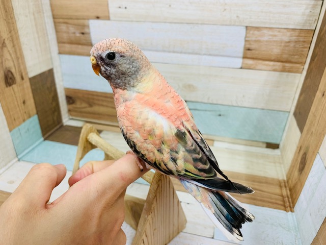 アキクサインコ（秋草インコ）