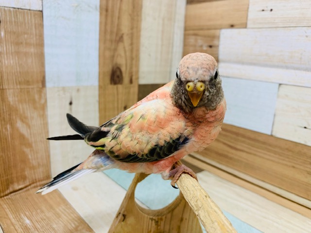 アキクサインコ（秋草インコ）