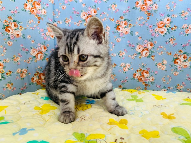 アメリカンショートヘア