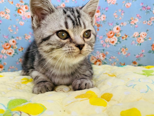 アメリカンショートヘア