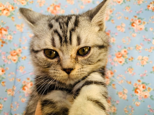 アメリカンショートヘア