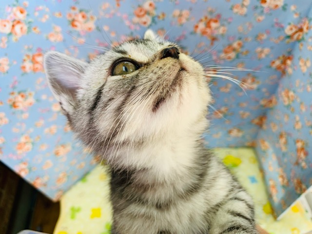 アメリカンショートヘア