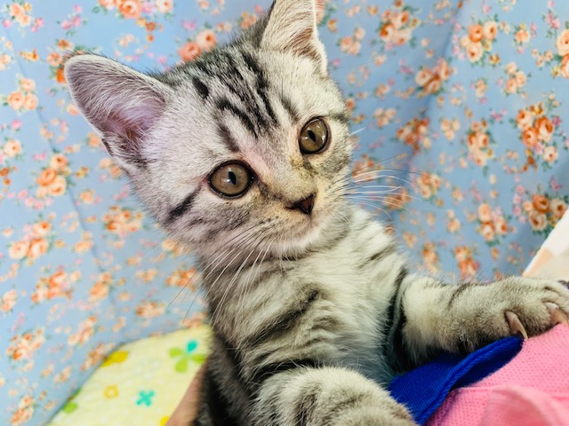 アメリカンショートヘア