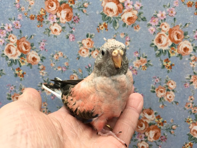 アキクサインコ（秋草インコ）