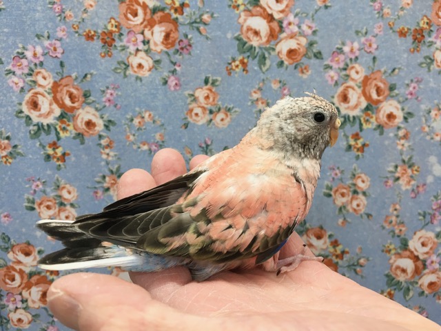 アキクサインコ（秋草インコ）