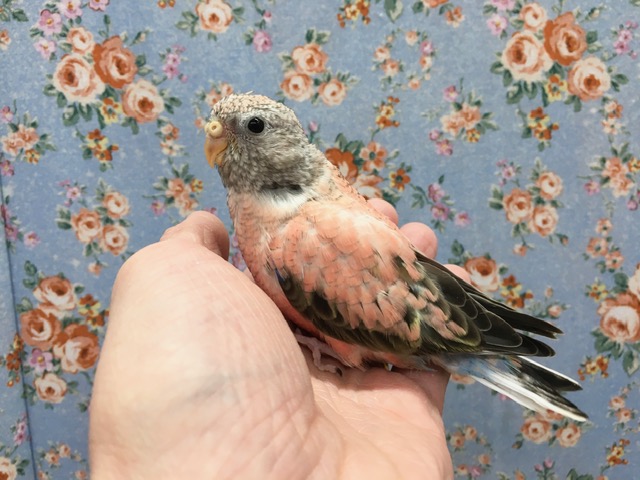 アキクサインコ（秋草インコ）