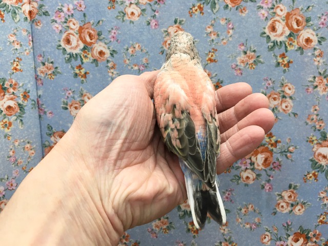 アキクサインコ（秋草インコ）