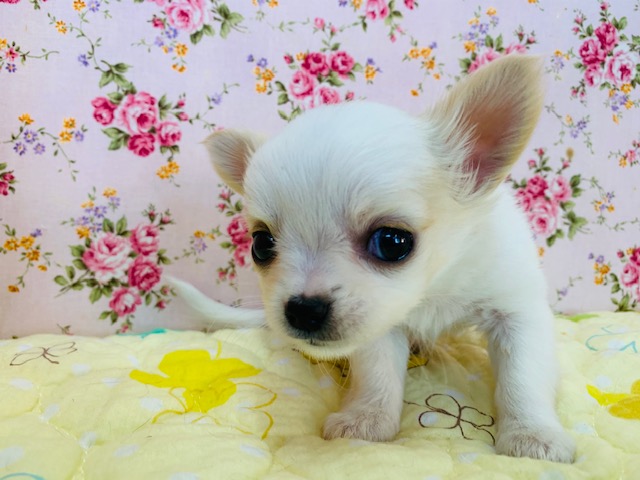 チワマル（マルチワ）