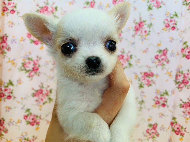 チワマル（マルチワ）