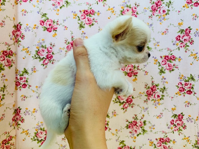 チワマル（マルチワ）