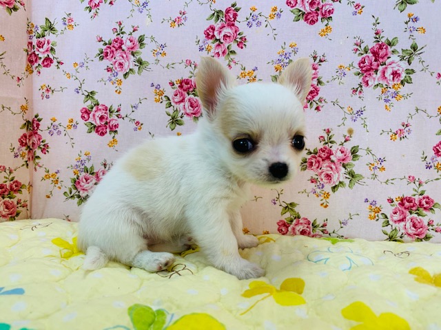 チワマル（マルチワ）